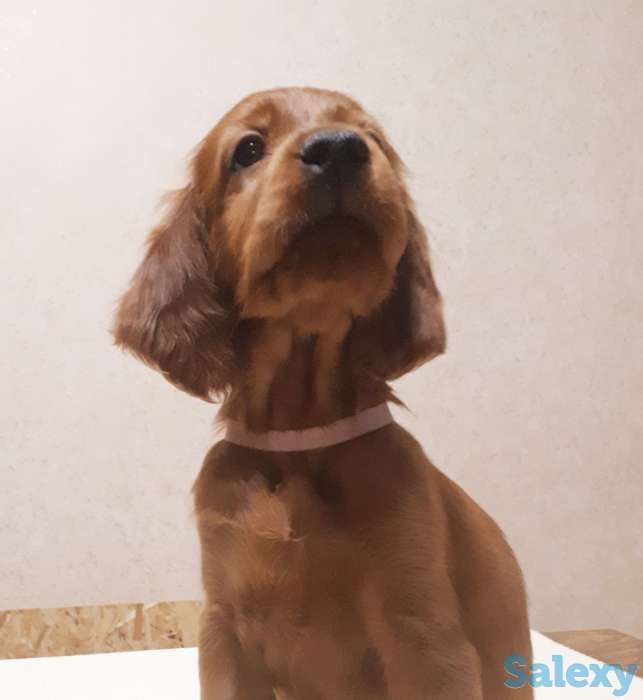 Щенки ирландского сеттера, фотография 4