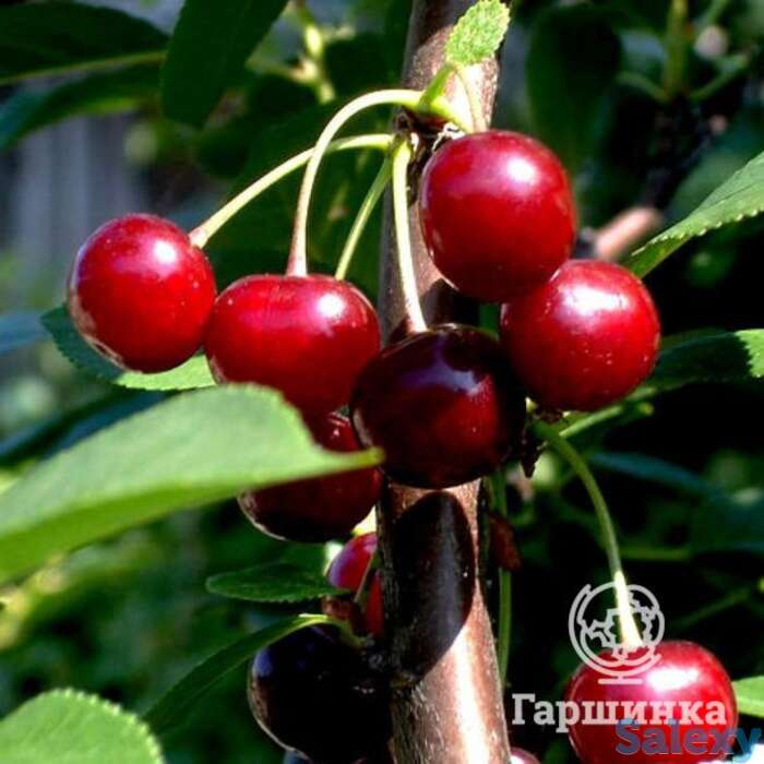 Вишня быстринка, фотография 1