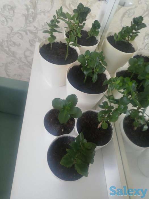 Продажа  комнатные цветы, фотография 5