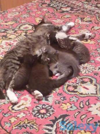 Котята крысоловы, фотография 1