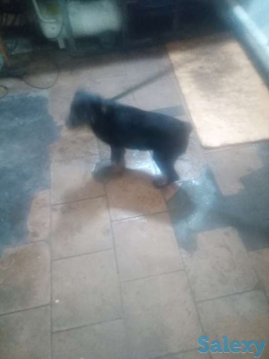 Продам щенка 3-х мес. Суку ротвейлер, фотография 5