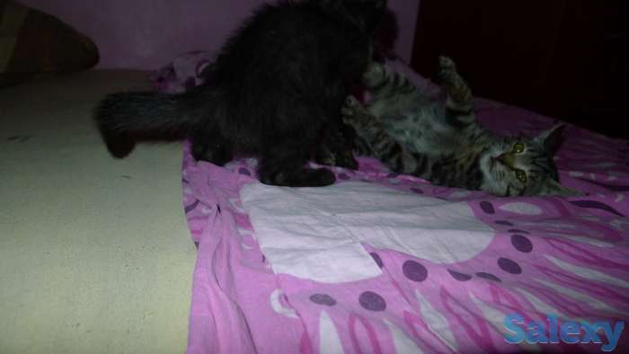 Отдам в добрые руки 2,5 месячного серого тигрового котёнка, девочку., фотография 12