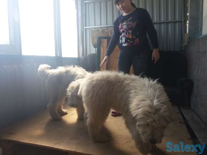 Продам южно-русскую овчарку. Кабель. 5 месяцев, фотография 1