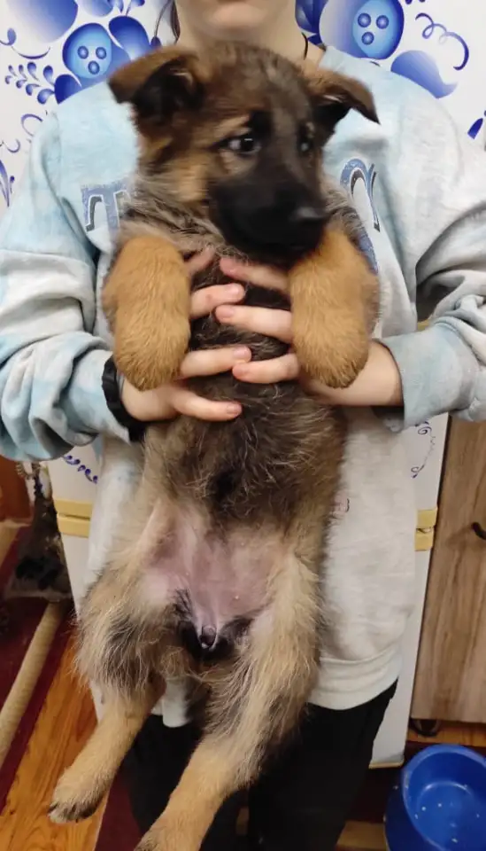 Щенки 100 немецкой овчарки, фотография 4