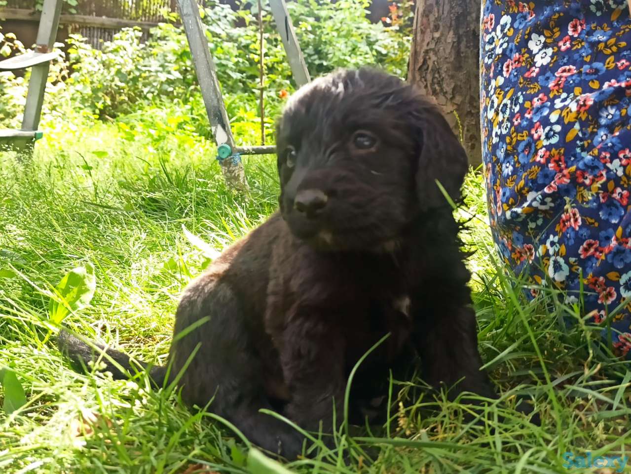 Отдам щенят, фотография 9