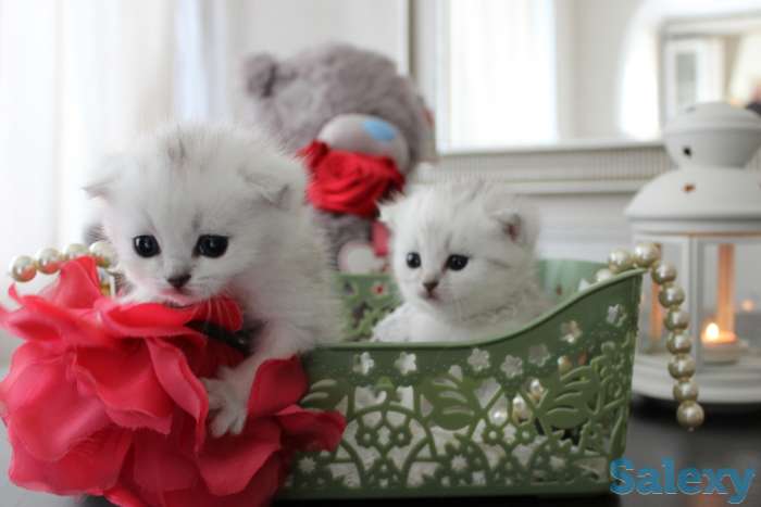 Шотландские шиншиллы, фотография 4