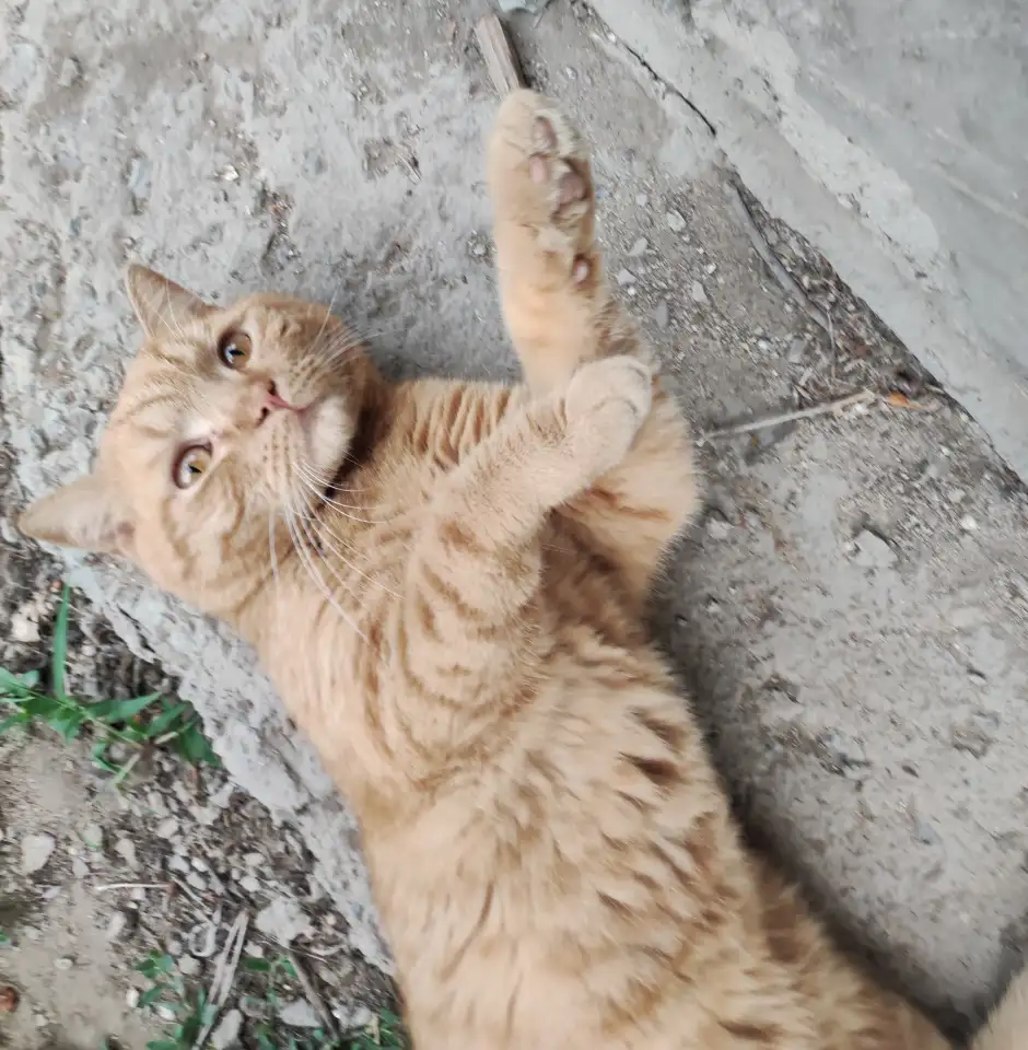 кот-потеряшка в  добрые  руки, фотография 3