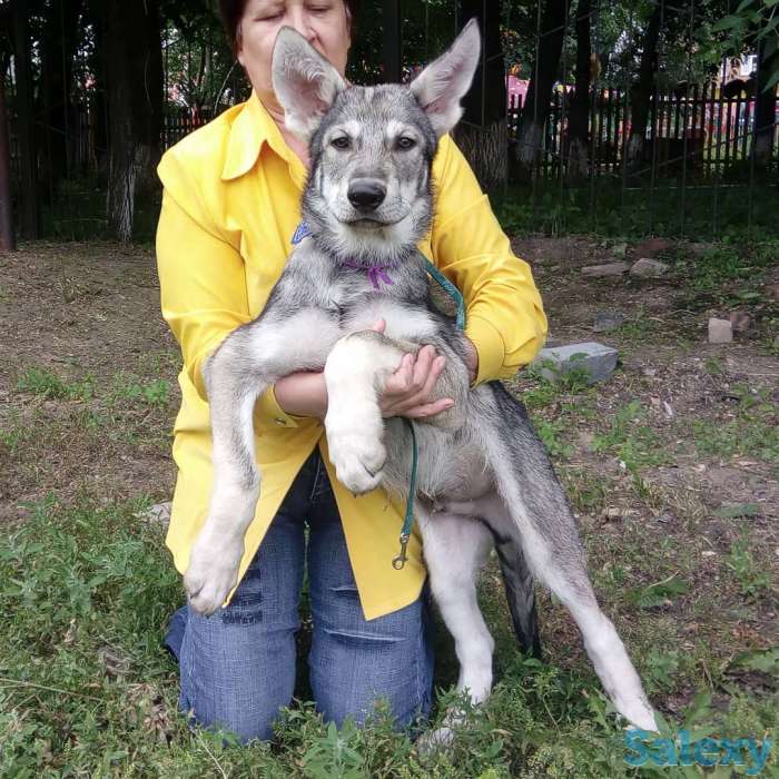 Щенки собаки Сарлоса (Saarloos Wolfdogs), фотография 3