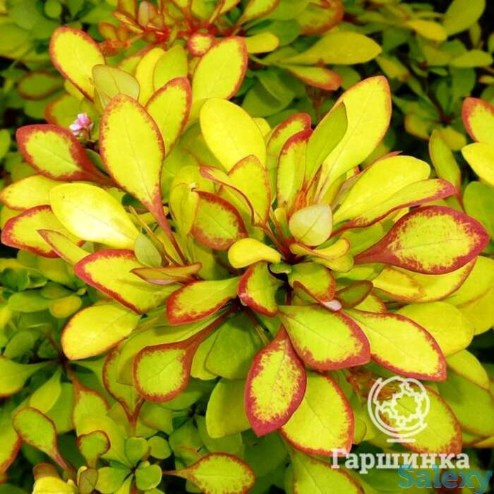 Барбарис мария., фотография 1