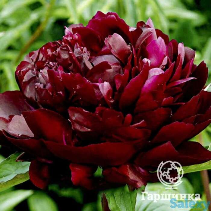 Пион армани, фотография 1