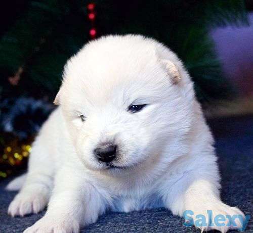 Самоед, фотография 1
