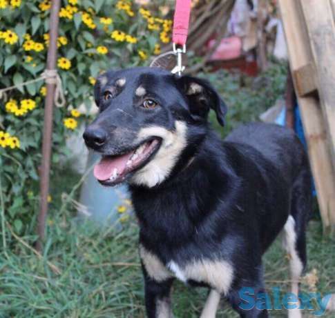 Кронос ищет хозяев., фотография 1