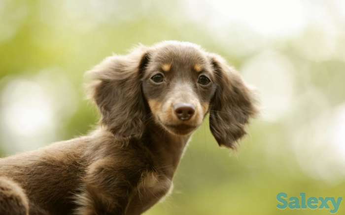 Ищу щенков таксы  Алматы, фотография 1