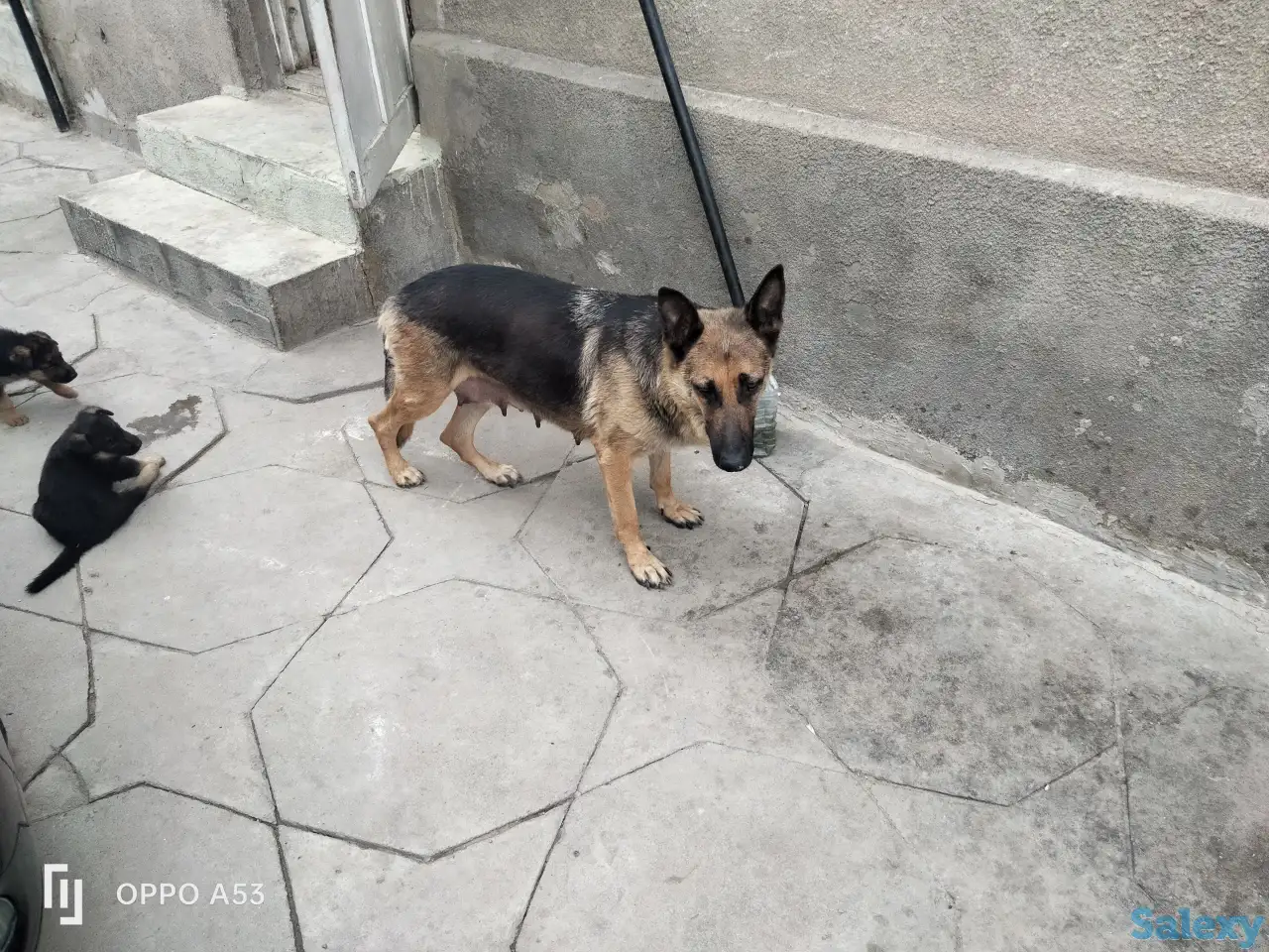 Продаются чистокровные щенки немецкой овчарки, фотография 5