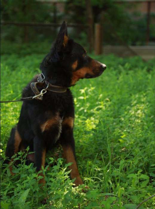 Отдаем Князя в добрые руки, фотография 2