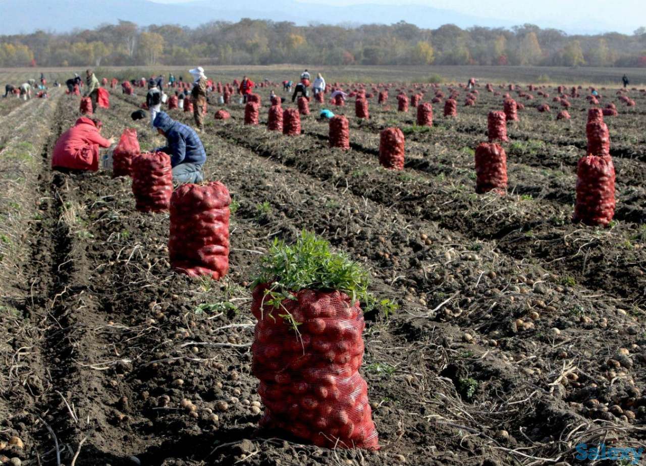 требуются уборщики свеклы картофеля огурцов в Долинку вахта., фотография 1