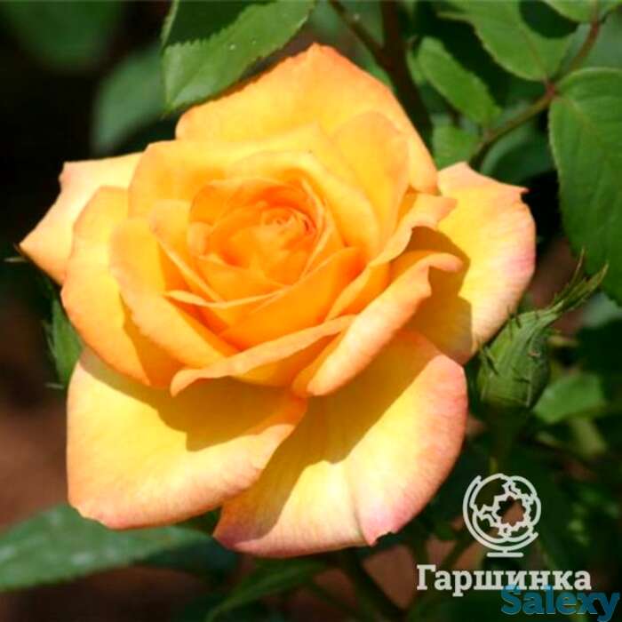 Роза голд медал чайно-гибридная, топалович, фотография 1