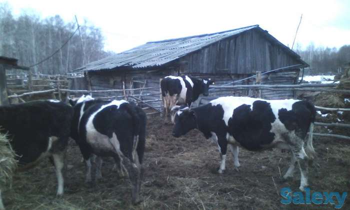 Молочные коровы, фотография 3