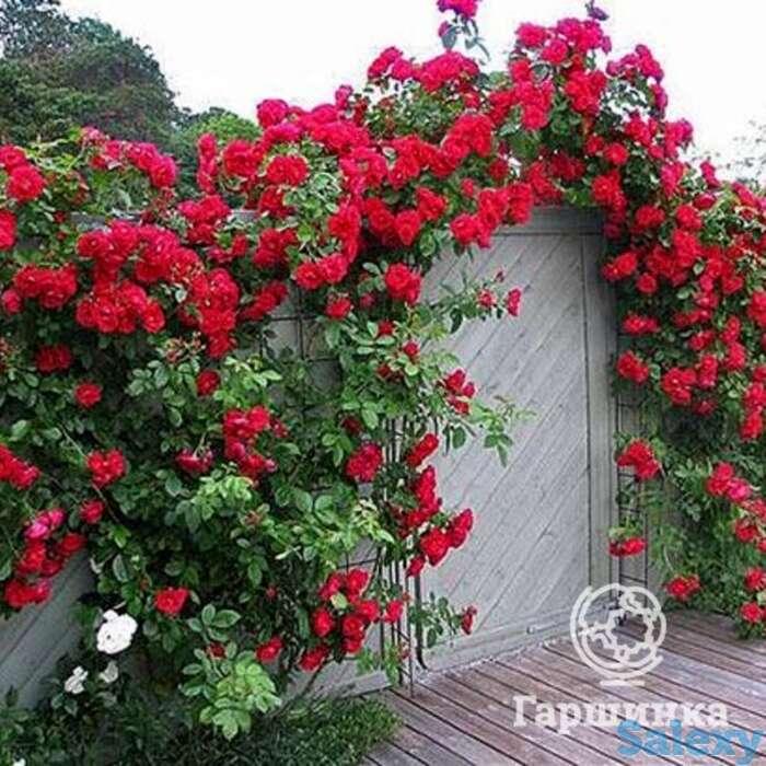 Роза сантана плетистая, топалович, фотография 1