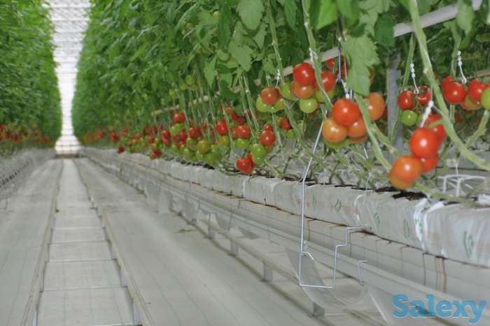 Современная турецкая теплица под ключ. Есть 4 варианта теплицы., фотография 2