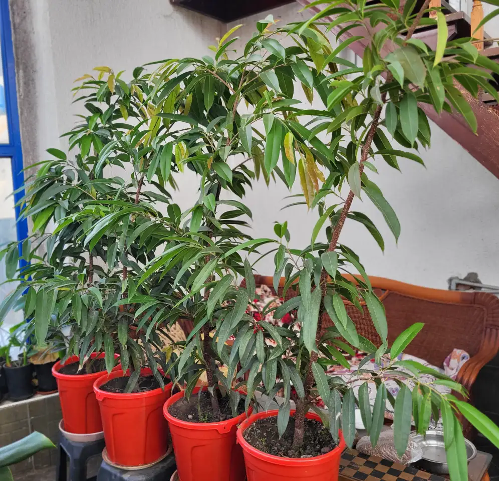 Продам фикус Бенедикта, фотография 1