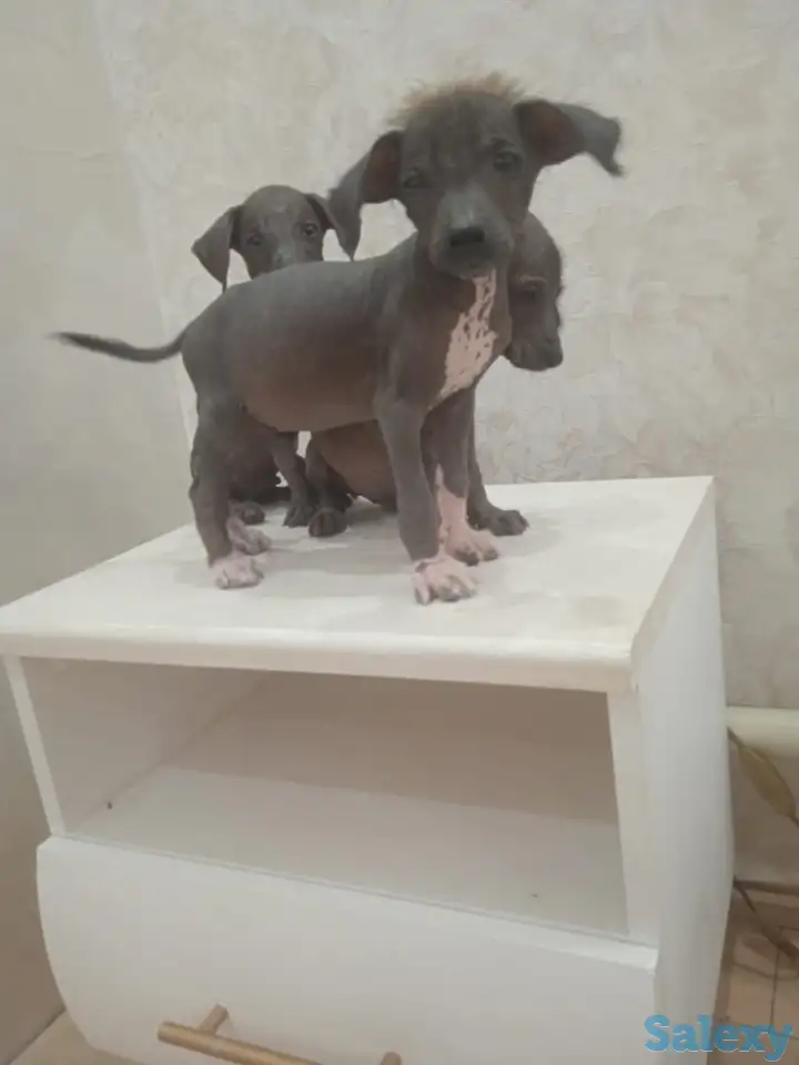 Продам щенков ксоло, фотография 6