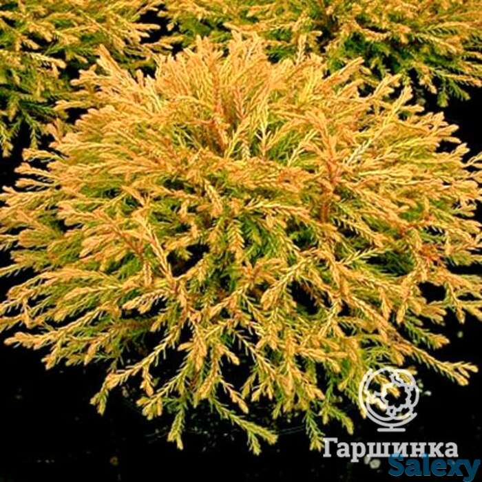 Туя западная Голден Таффет, фотография 1