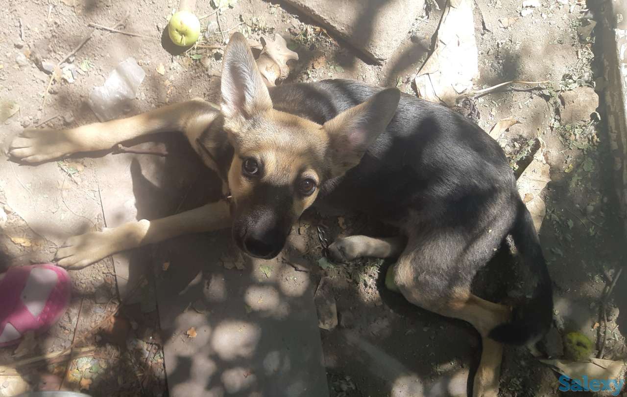 ОТдам щенка в хорошие руки, фотография 2