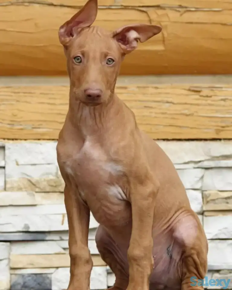 Фараонова собака щенки, фотография 2