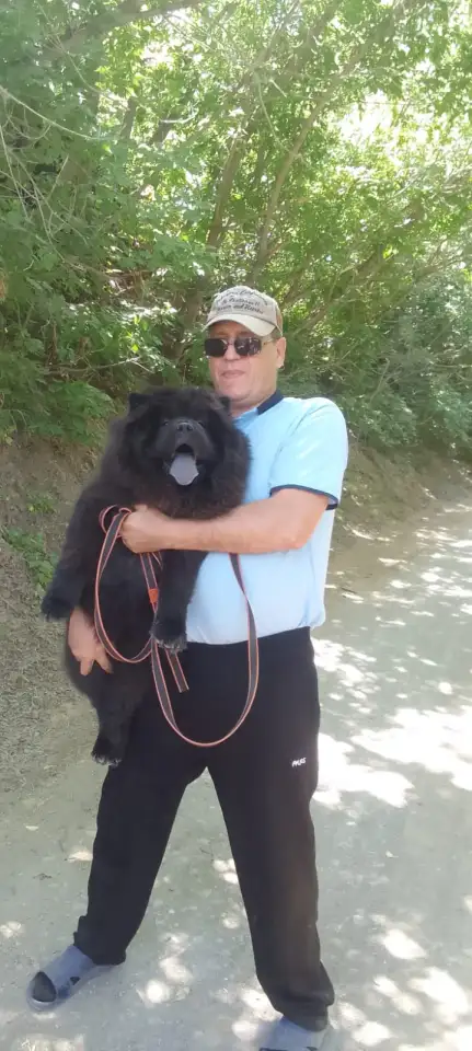 Продам чау-чау, фотография 1