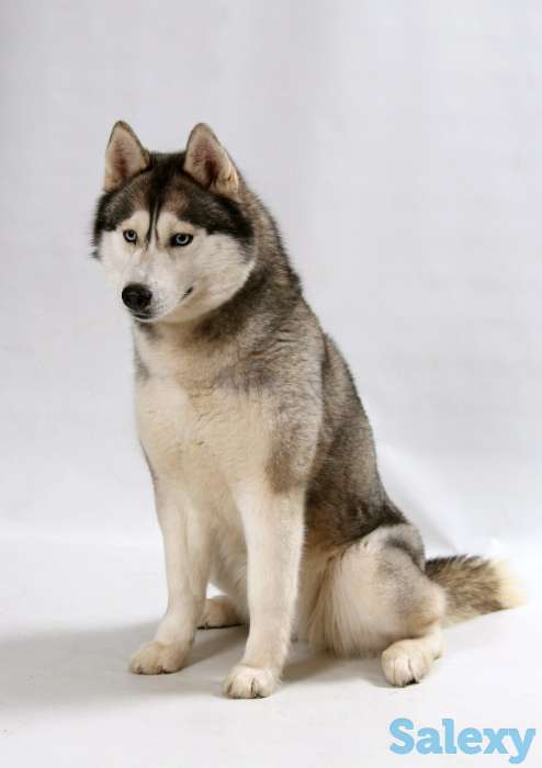 Породные щенки хаски, фотография 4