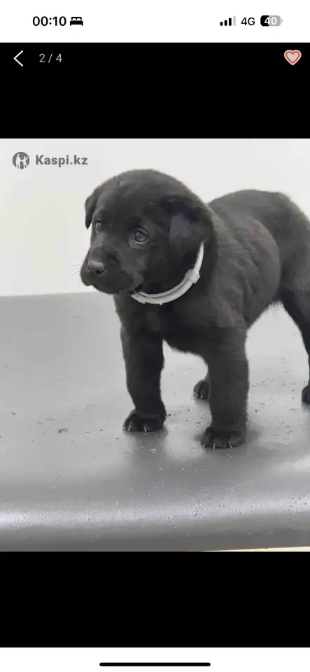 Лобрадор 6месяцев, фотография 1