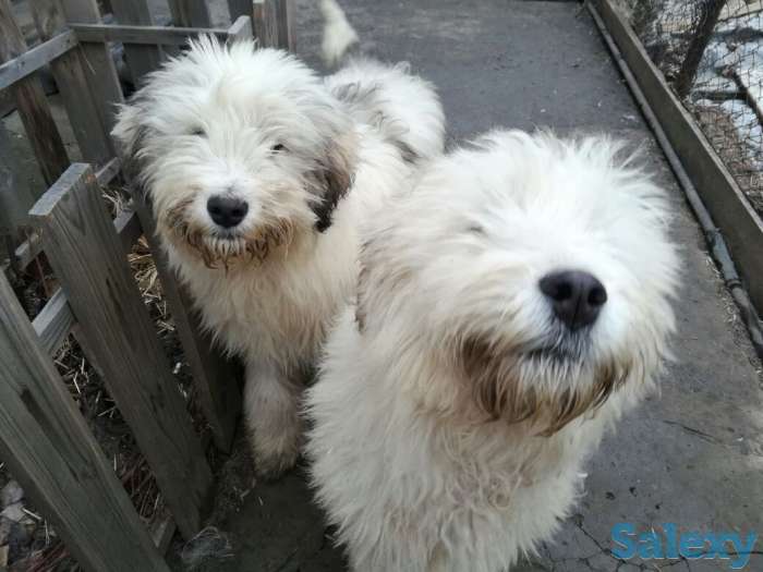 Продам южно-русскую овчарку. Кабель. 5 месяцев, фотография 4