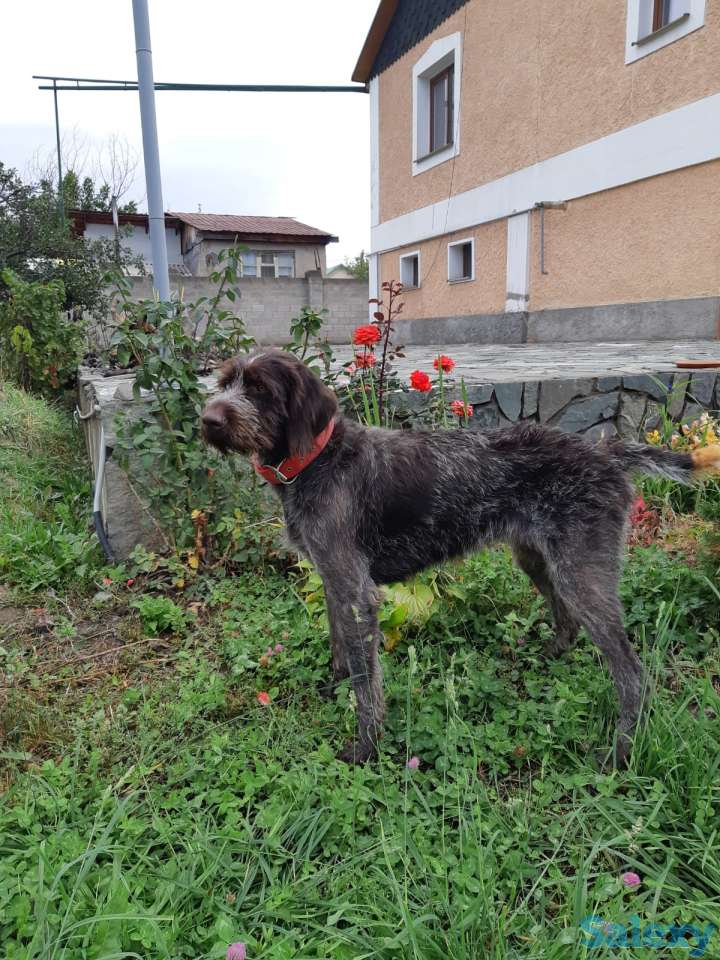 Продам щенков породы драхаар, фотография 5