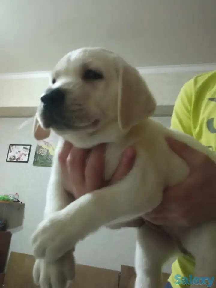 Продаются щенки Лабрадор ретривер, фотография 6