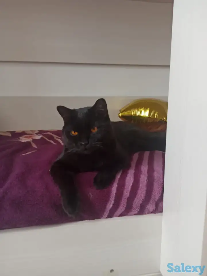 Отдам кота в хорошие руки, фотография 2