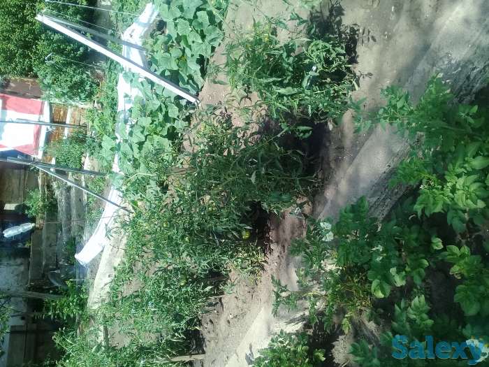 Продам дачу, Меновное, фотография 3