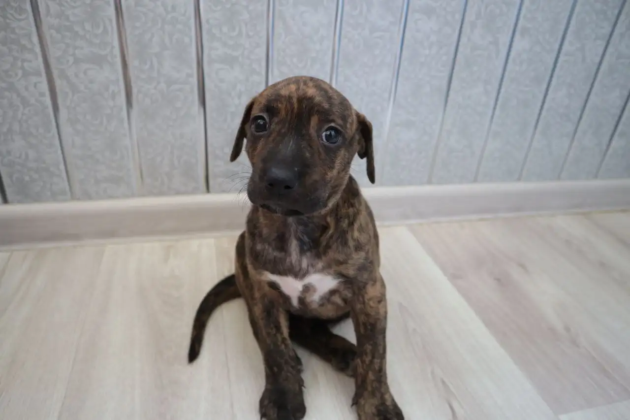 Щенки ПИТСТАФФ остались девочки, фотография 3