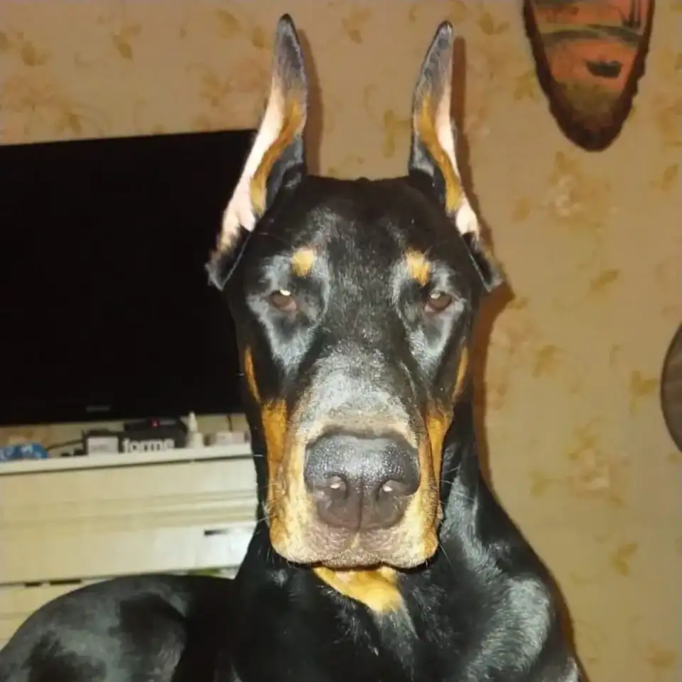 Щенки Добермана, фотография 1