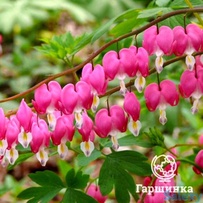 Дицентра Спектабилис, фотография 1