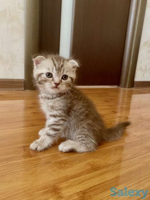 Котята вислоухие, фотография 8