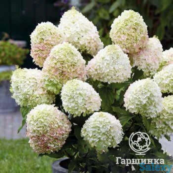 Гортензия саммер лав, фотография 1