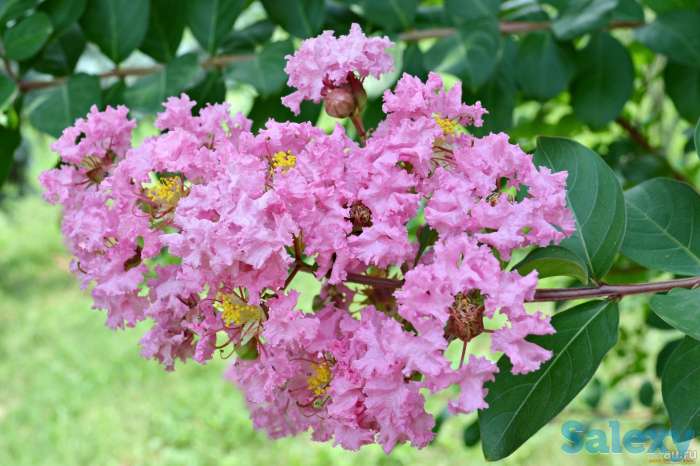 Саженцы Индийской и Сирийской сирени, фотография 1