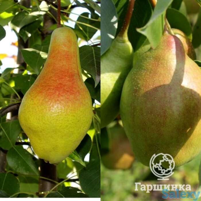Груша 2 в 1: яковлевская/чудесница, фотография 1