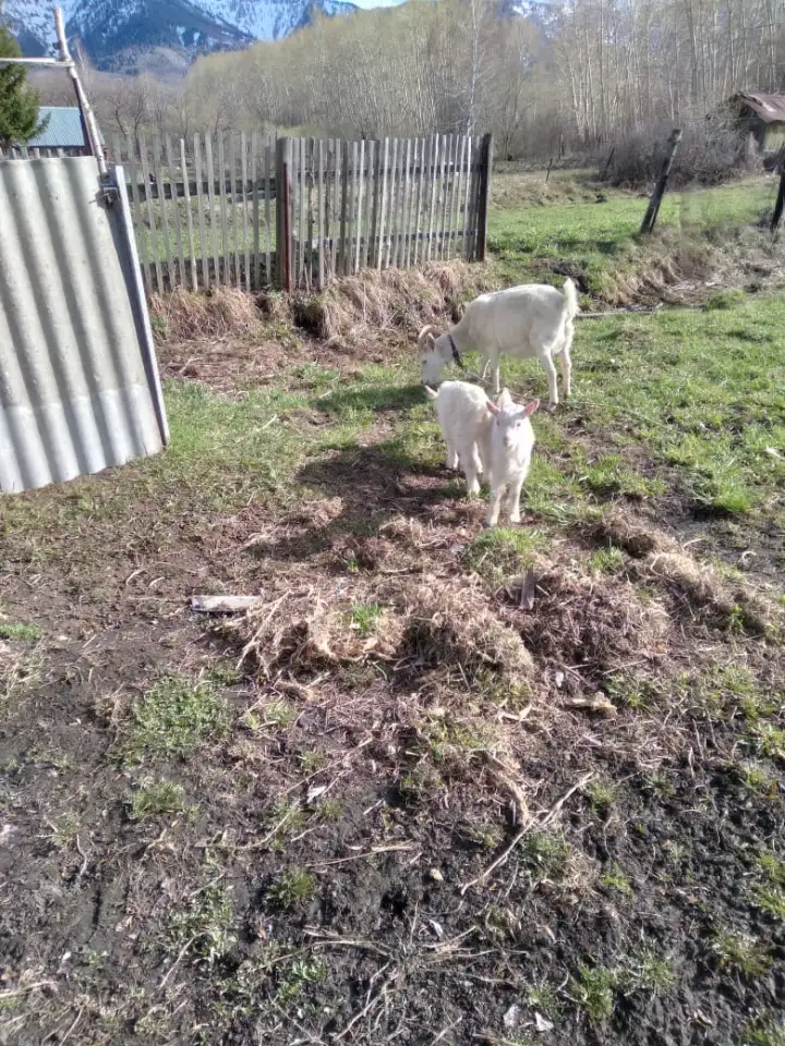 Животные, фотография 3