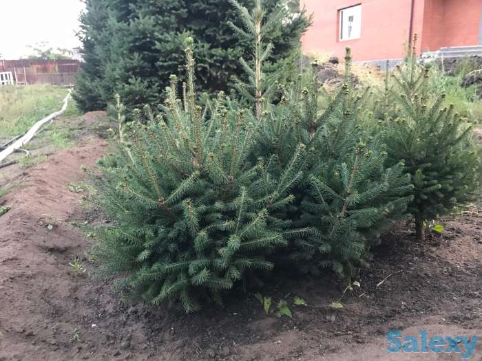 Продажа ели голубой/зеленой, сосна кедровая/горная, фотография 9