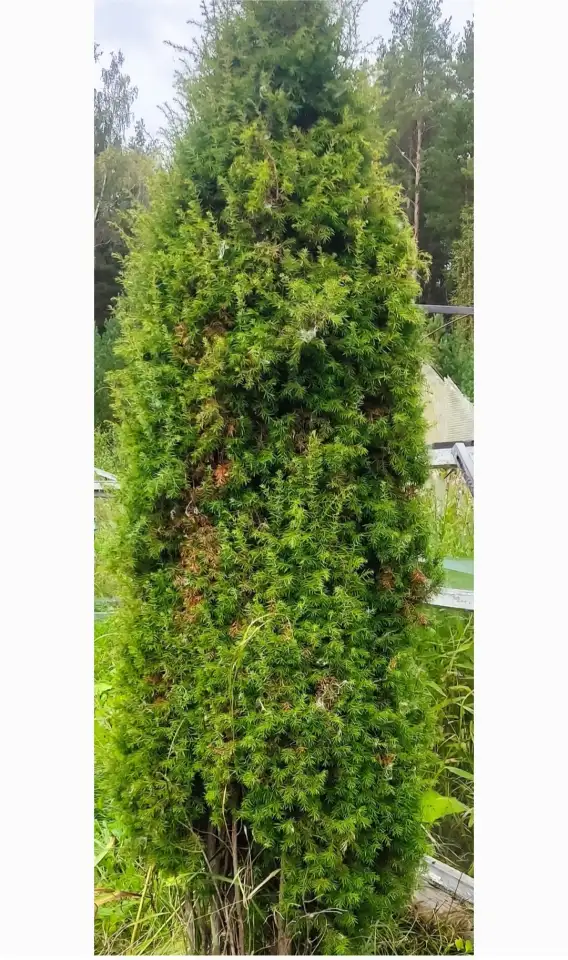 Туя выше 3 метров, сосна живая, берёза, ива, ольха, рябина, рассада., фотография 5