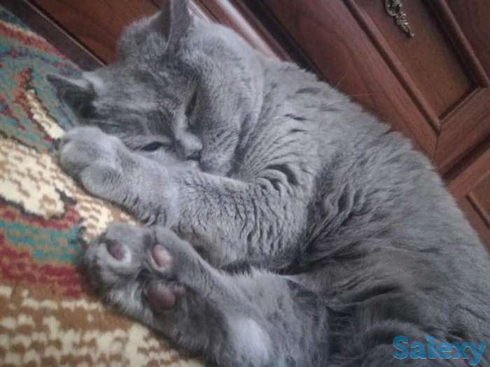 Отдам британскую кошку в хорошие руки, фотография 6