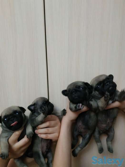 продам щенков породы мопс, фотография 1