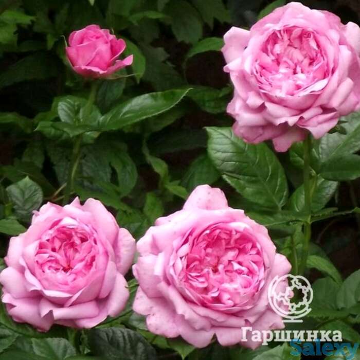 Роза шанталь мерье, гийо, фотография 1